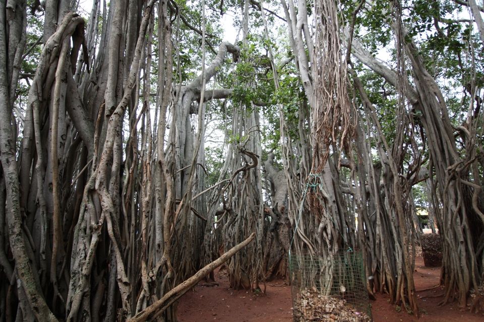 Photo of 400 year old offbeat destination - Big Banyan Tree 22/26 by _itchyfeettrips