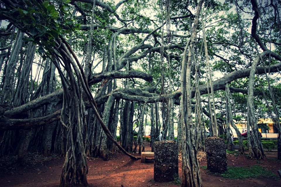 Photo of 400 year old offbeat destination - Big Banyan Tree 23/26 by _itchyfeettrips