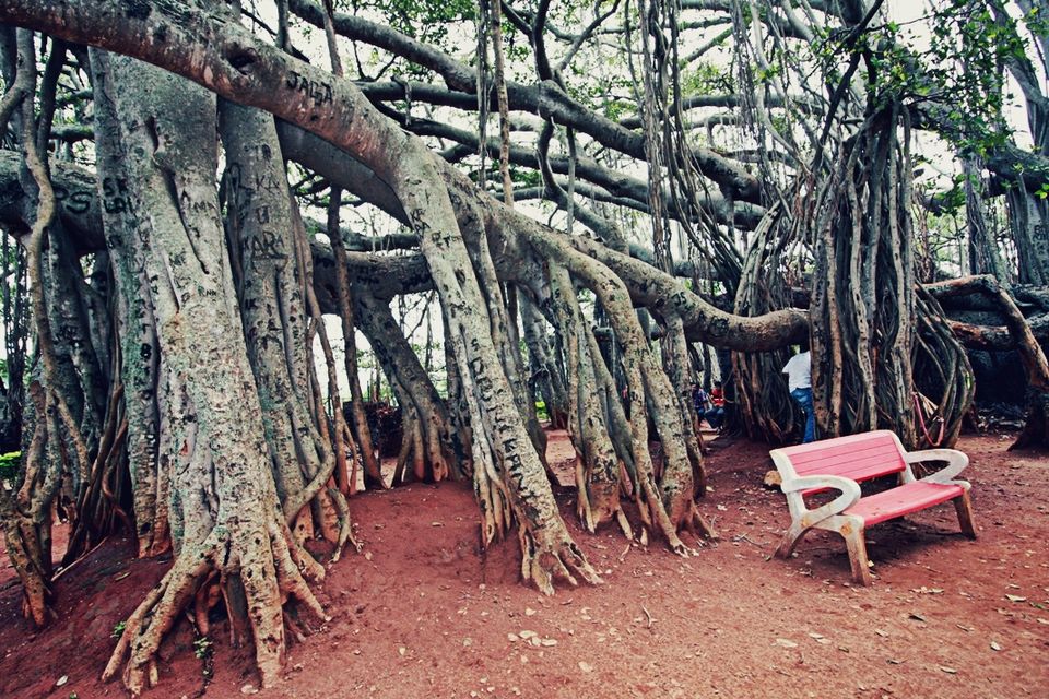 Photo of 400 year old offbeat destination - Big Banyan Tree 25/26 by _itchyfeettrips