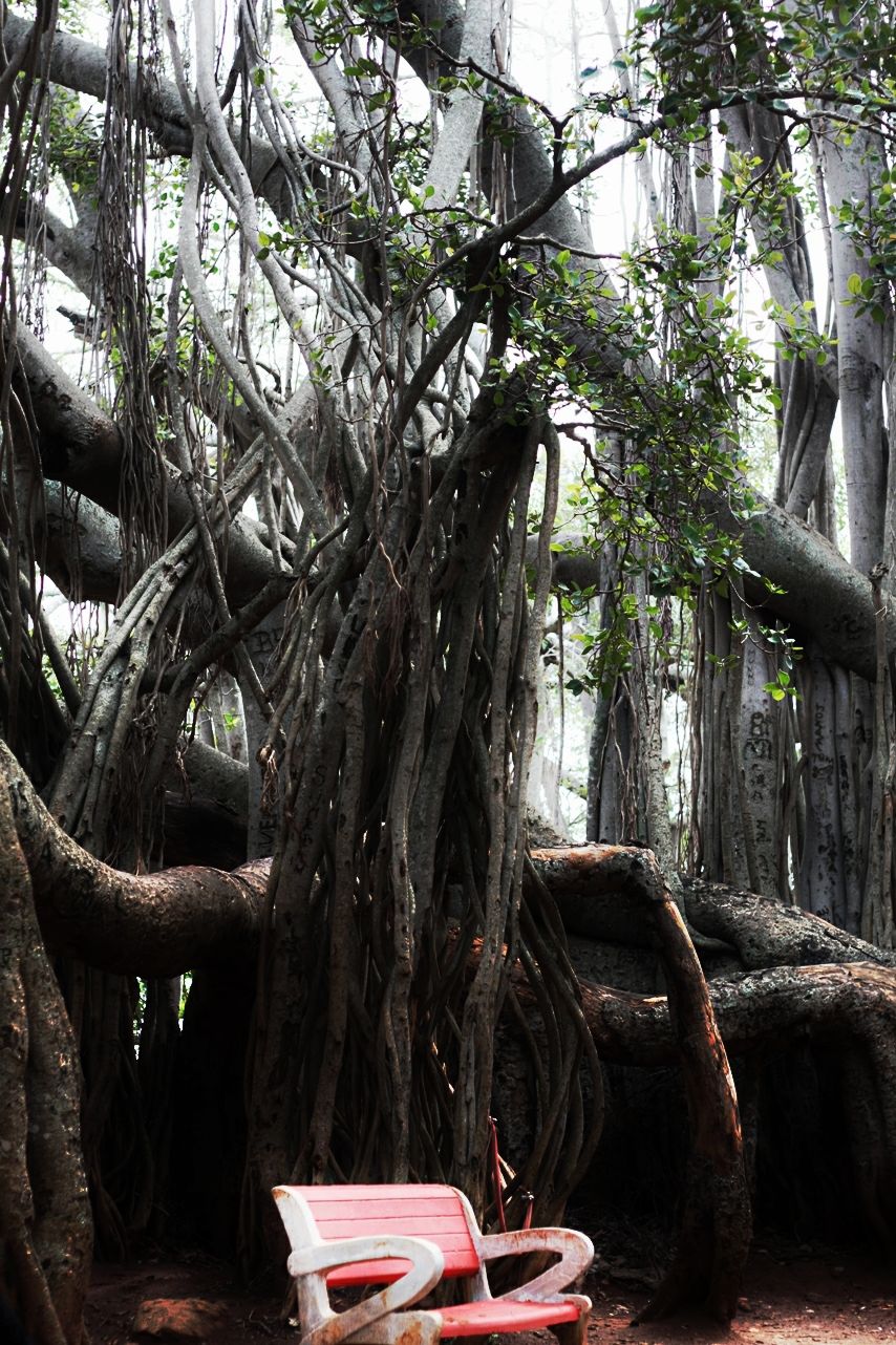 Photo of 400 year old offbeat destination - Big Banyan Tree 24/26 by _itchyfeettrips