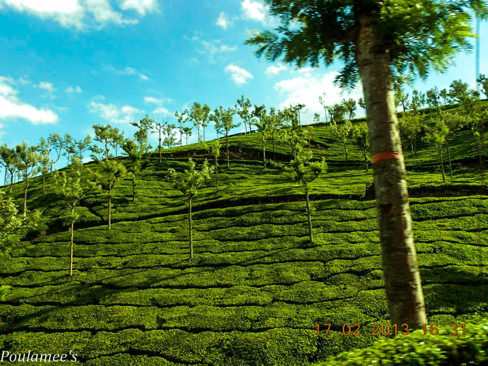 Photo of Deep within the Nilgiris.. Ooty via Mysore !! by Poulamee