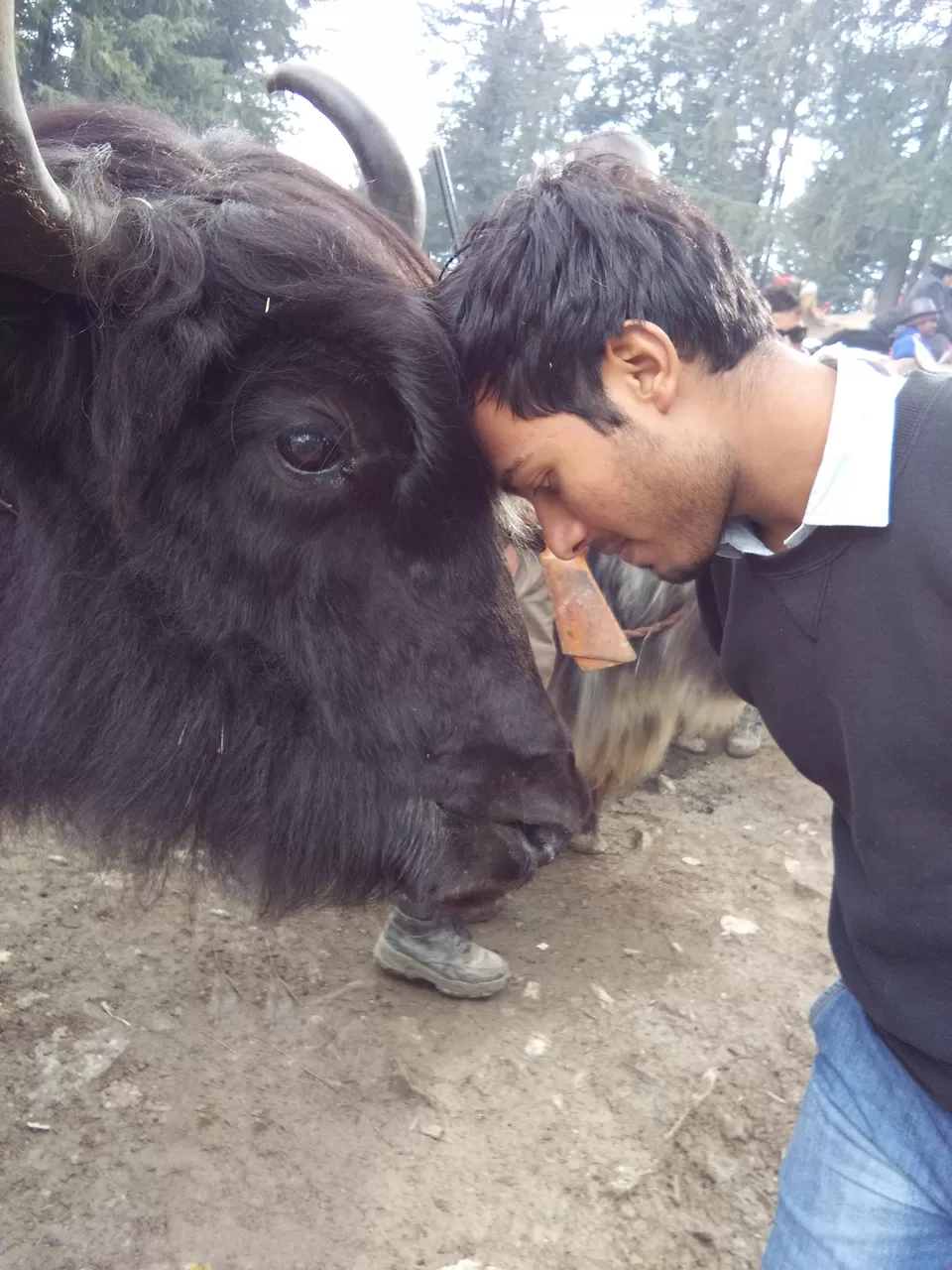 Photo of Kufri, Himachal Pradesh, India by luckey rajaora