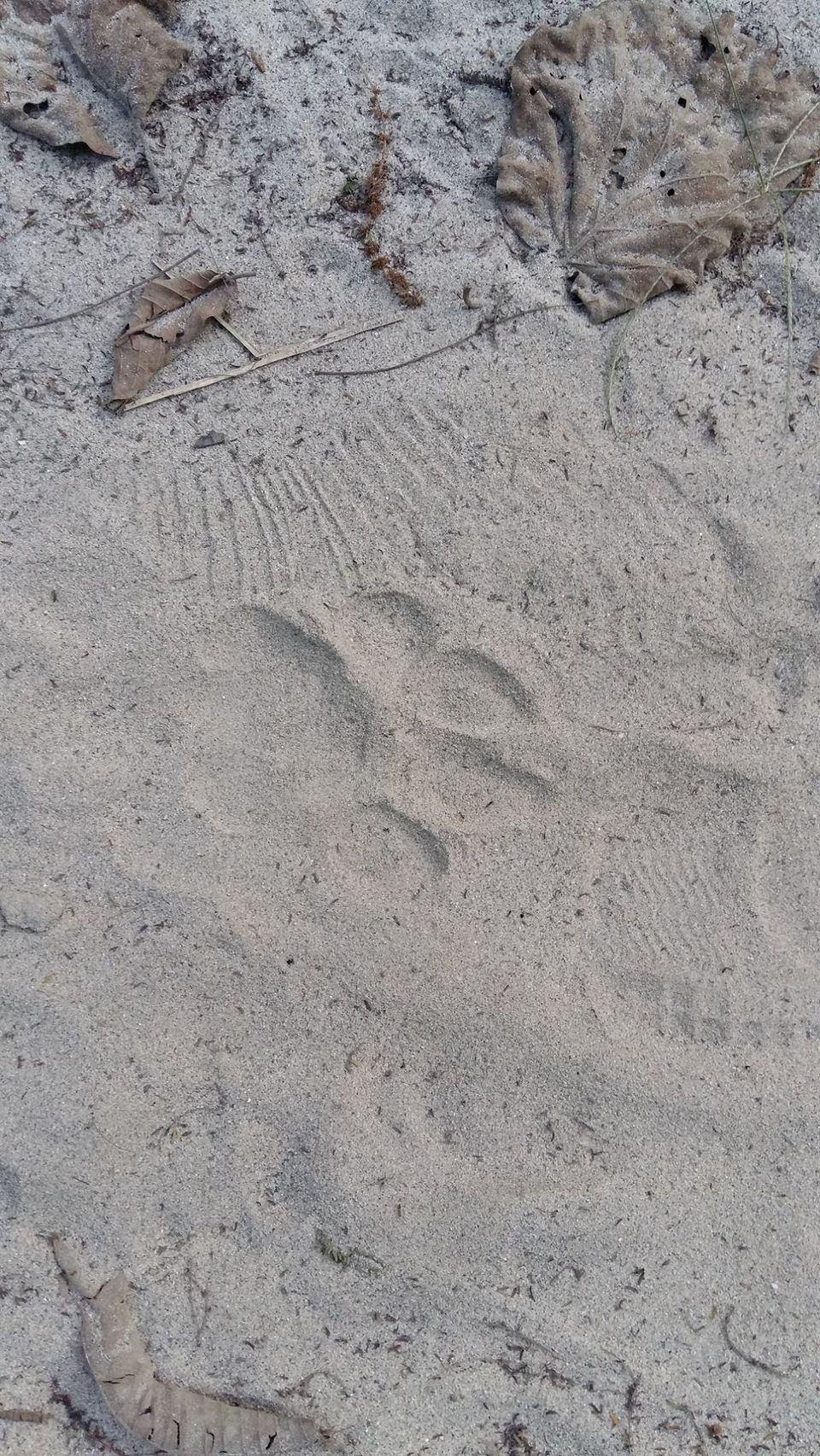 Photo of Valmiki Tiger Reserve (VTR) 7/8 by Barun Raj