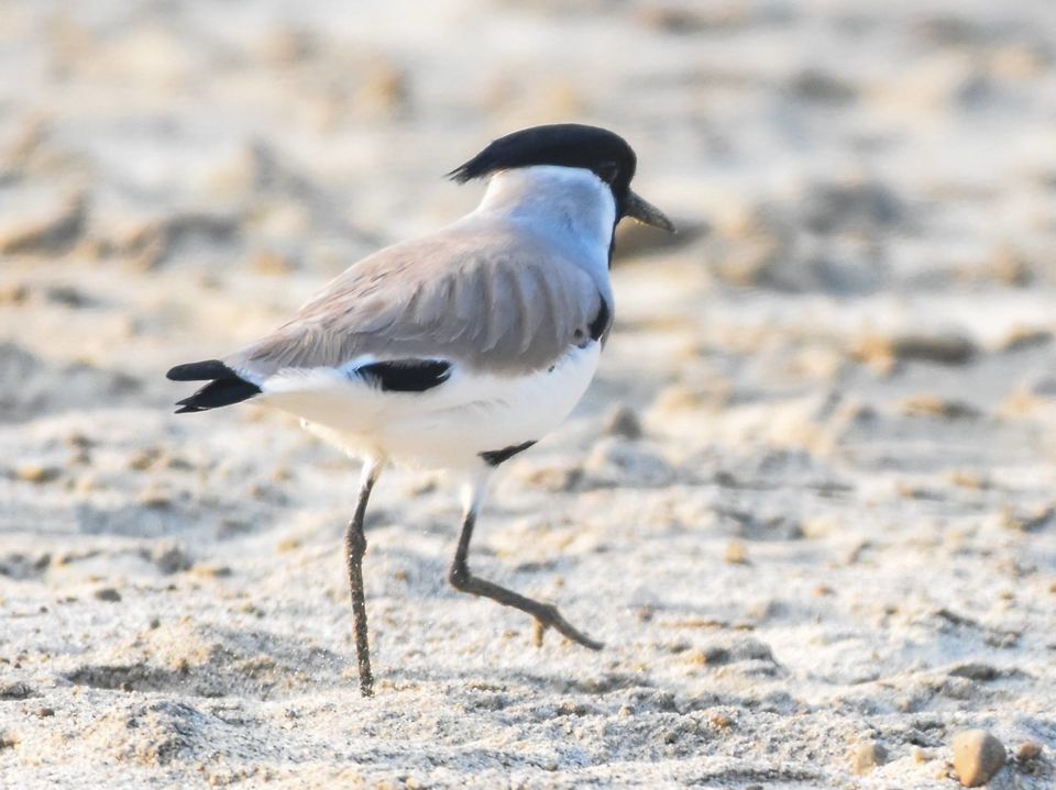 Photo of Valmiki Tiger Reserve (VTR) 2/8 by Barun Raj