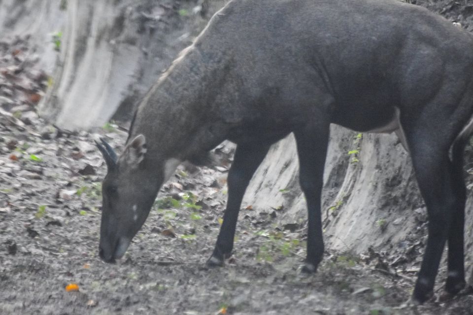 Photo of Valmiki Tiger Reserve (VTR) 3/8 by Barun Raj