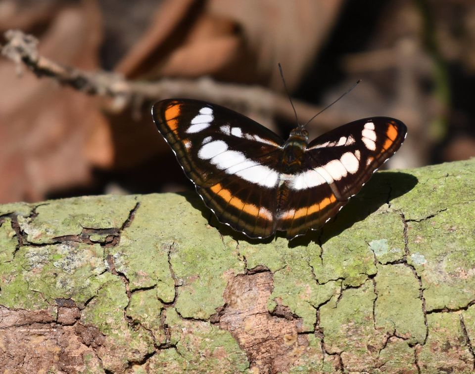 Photo of Valmiki Tiger Reserve (VTR) 4/8 by Barun Raj