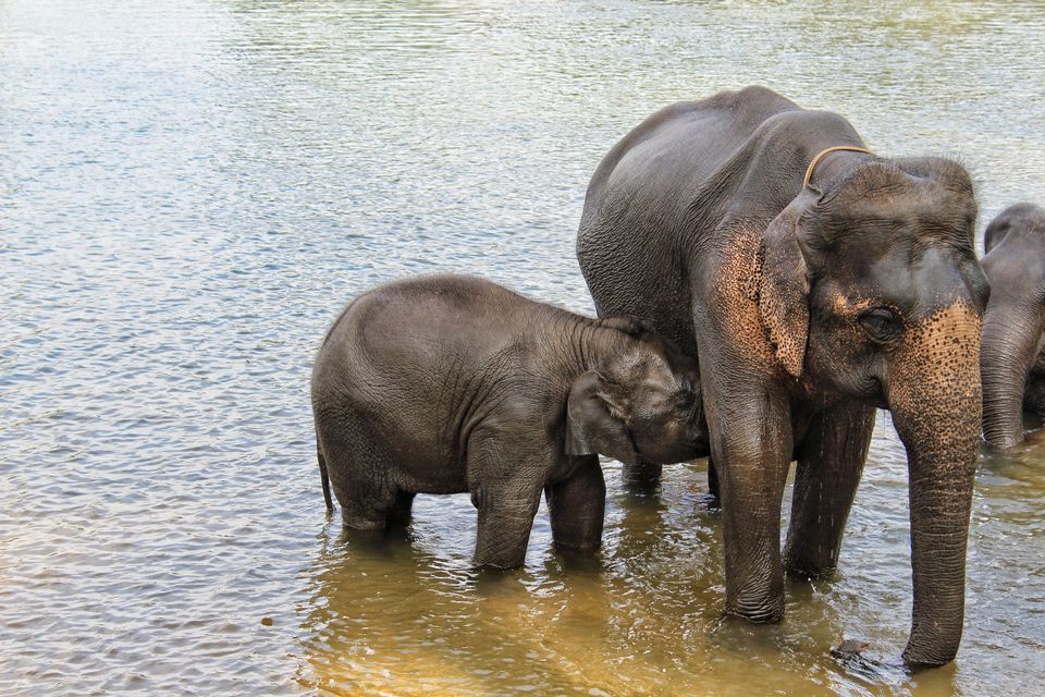 Photo of Coorg - Scotland of South India by Babu Reddy