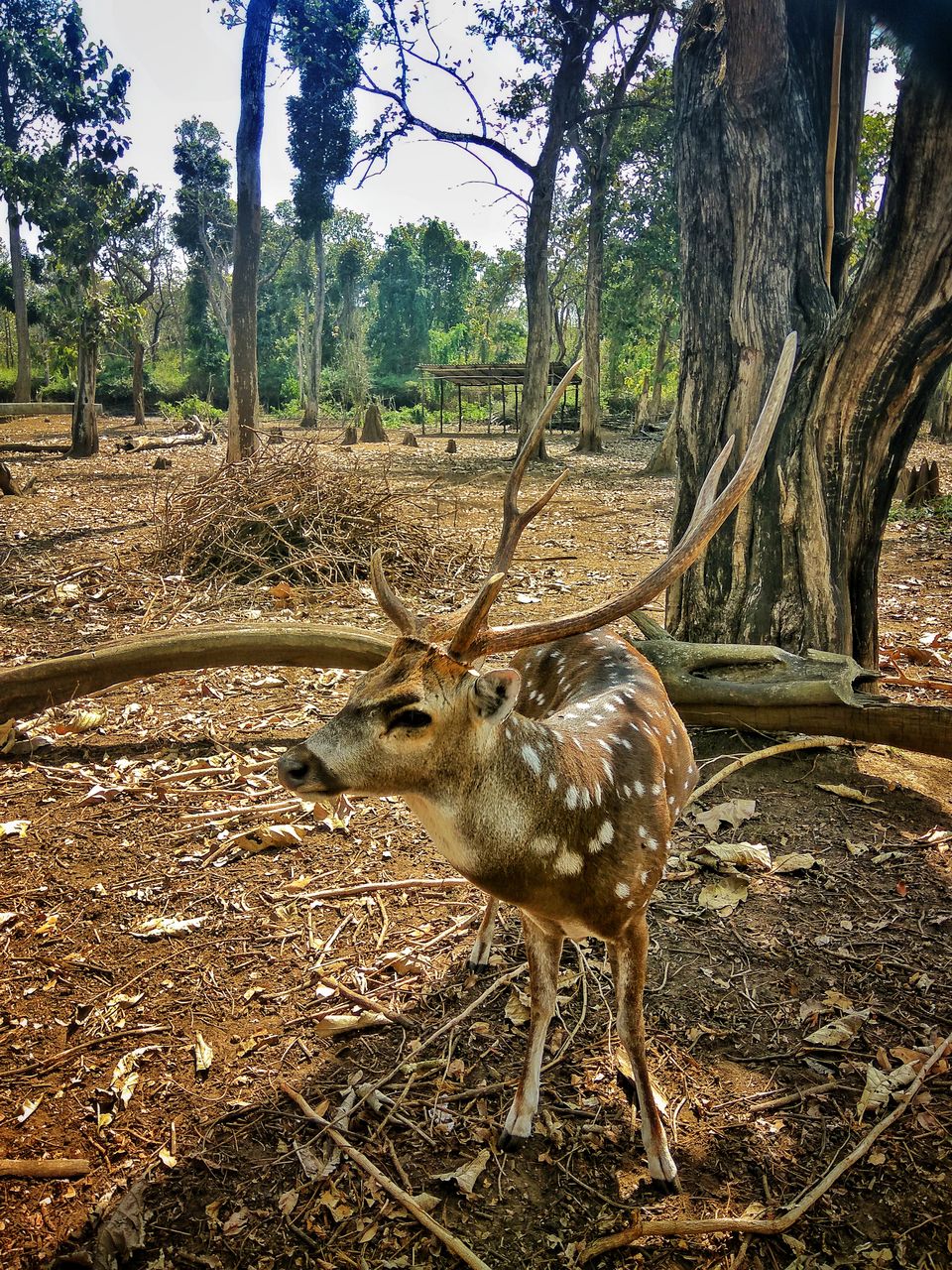 Photo of Nisargadhama, Kodagu, Karnataka, India by Babu Reddy