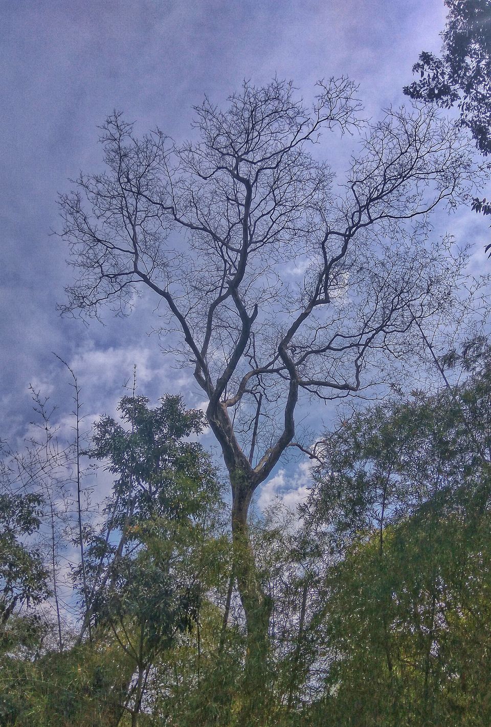 Photo of Nisargadhama, Kodagu, Karnataka, India by Babu Reddy