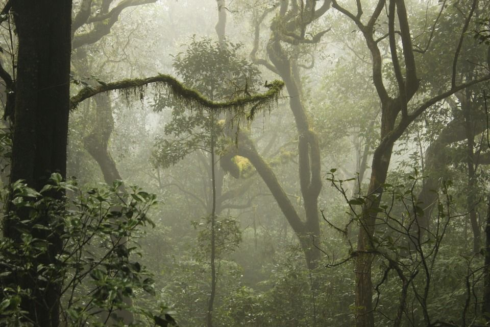 Photo of Highest Peak of Coorg .. Tadiyandmol by Babu Reddy