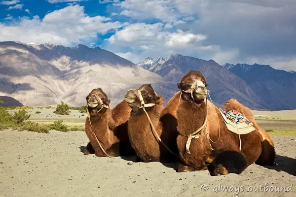 Photo of Nubra Valley by Anandidita Agarrawal