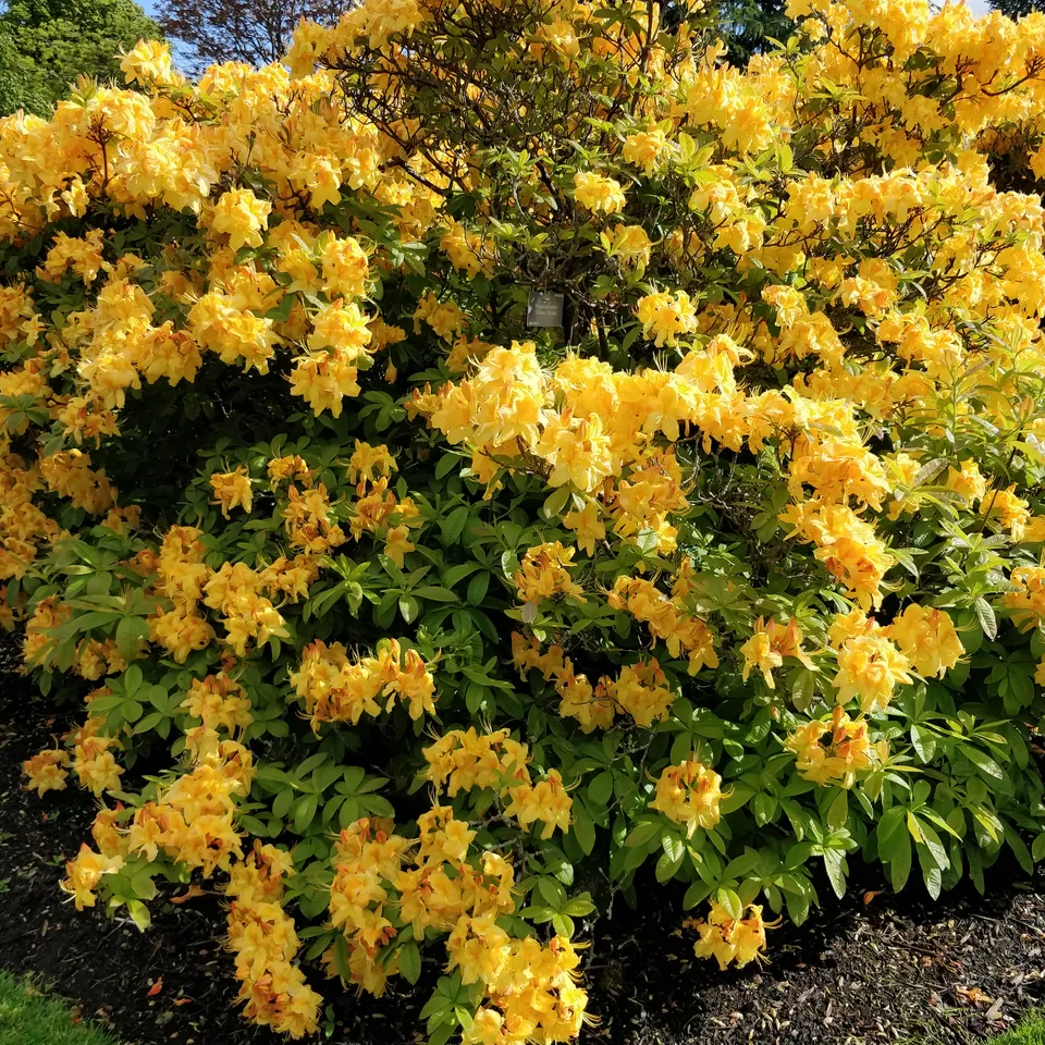 Photo of Royal Botanic Garden Edinburgh, Arboretum Place, Edinburgh, UK by Deepika Trilokekar Shringarpure
