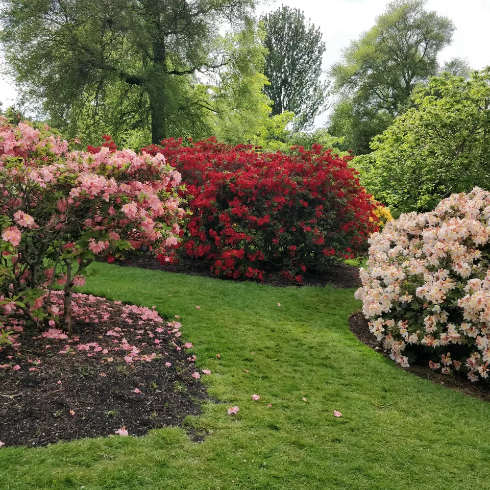 Photo of Royal Botanic Garden Edinburgh, Arboretum Place, Edinburgh, UK by Deepika Trilokekar Shringarpure