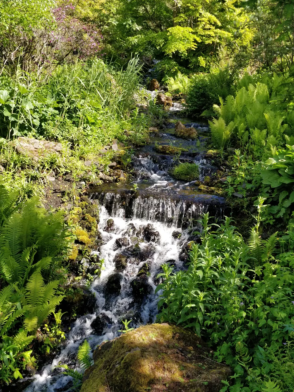 Photo of Royal Botanic Garden Edinburgh, Arboretum Place, Edinburgh, UK by Deepika Trilokekar Shringarpure