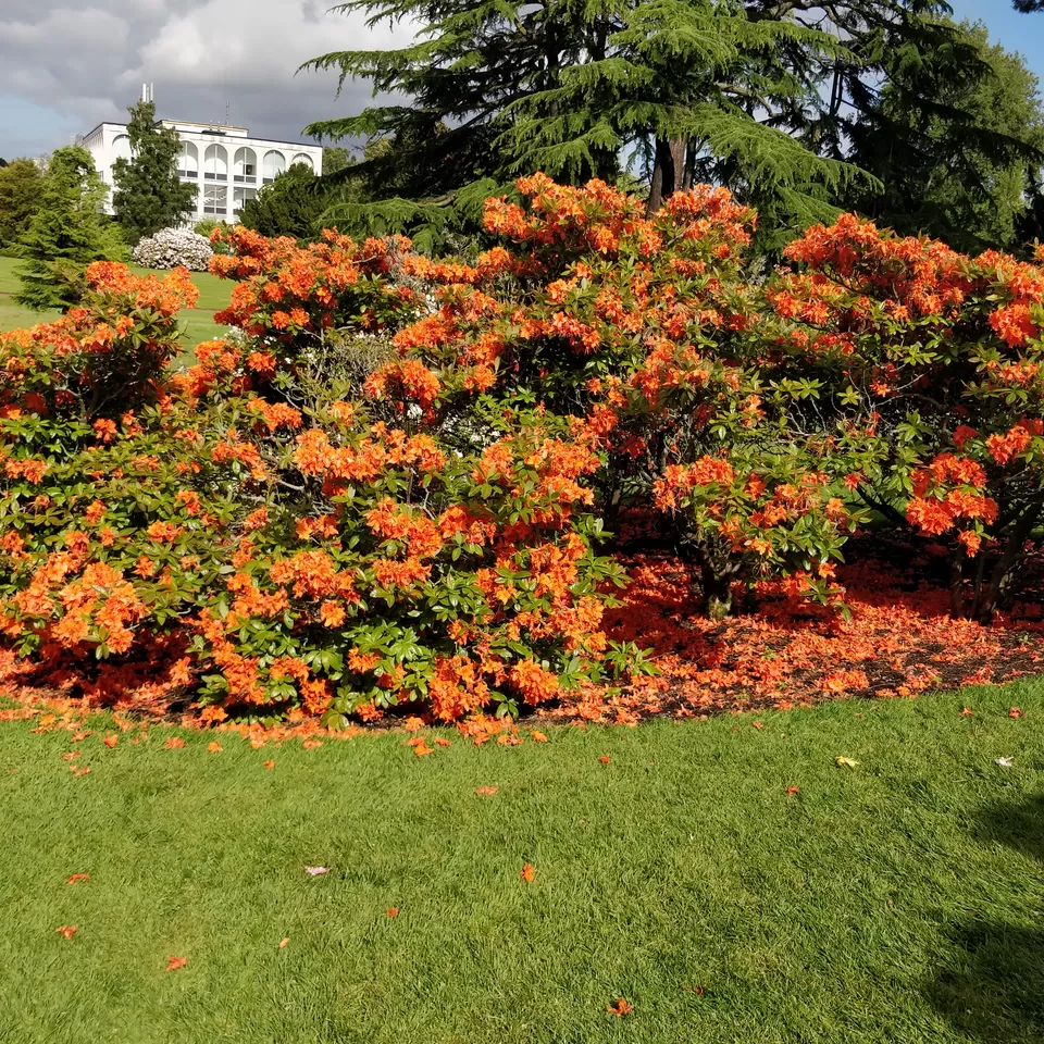 Photo of Royal Botanic Garden Edinburgh, Arboretum Place, Edinburgh, UK by Deepika Trilokekar Shringarpure