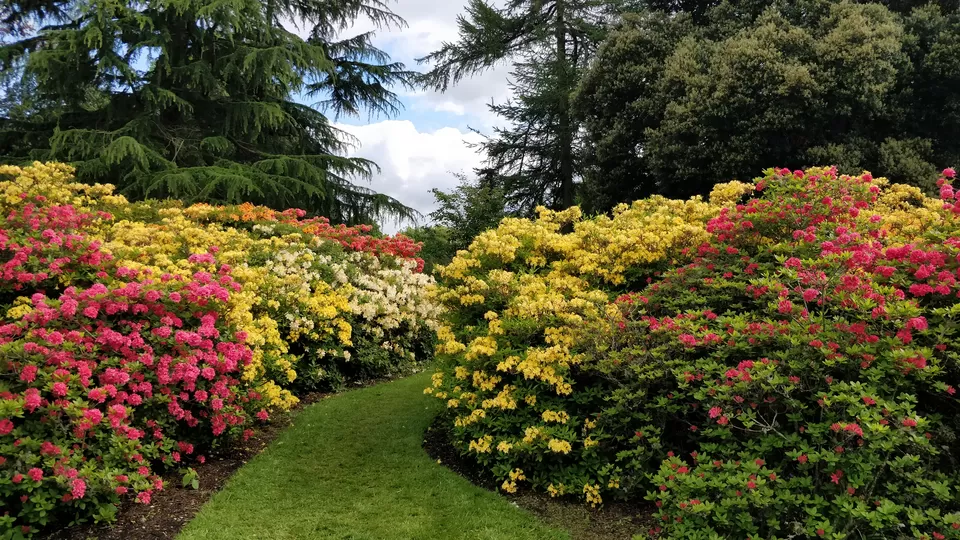 Photo of Royal Botanic Garden Edinburgh, Arboretum Place, Edinburgh, UK by Deepika Trilokekar Shringarpure