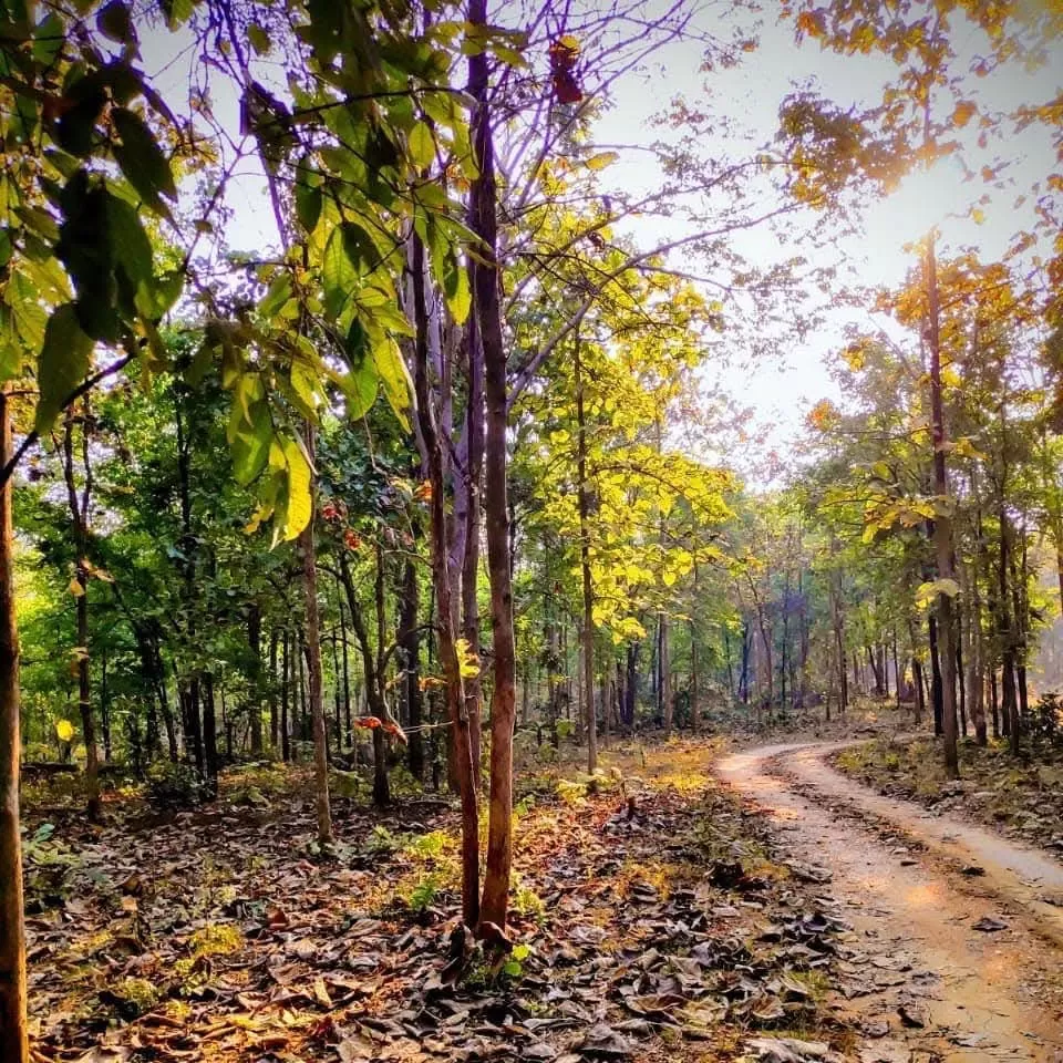 Photo of Barnawapara Wildlife Sanctuary by Pankaj Singh Rajput 