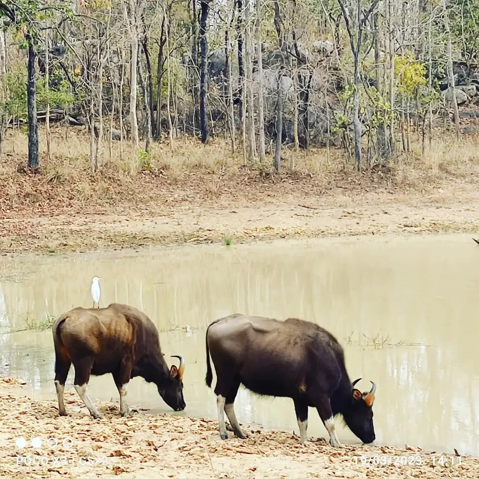 Photo of Barnawapara Wildlife Sanctuary by Pankaj Singh Rajput 