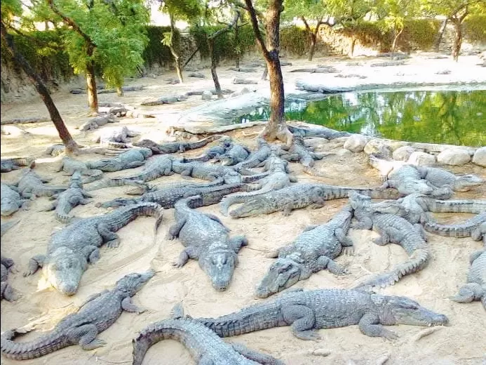 Photo of Kotmisunar by Pankaj Singh Rajput 