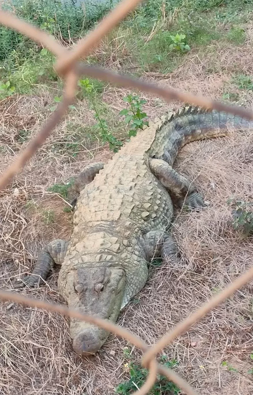 Photo of Kotmisunar by Pankaj Singh Rajput 