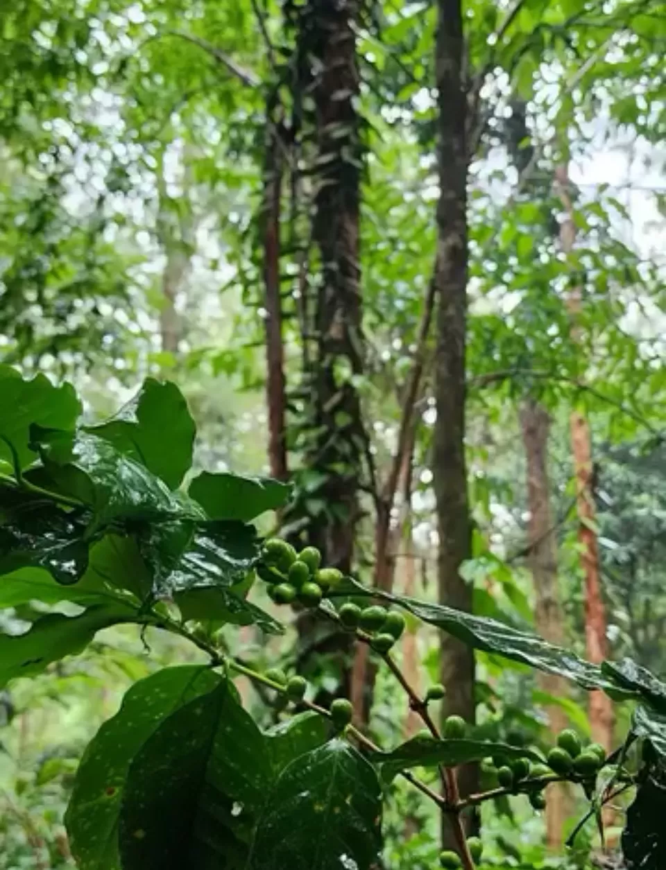 Photo of Koraput by Pankaj Singh Rajput 