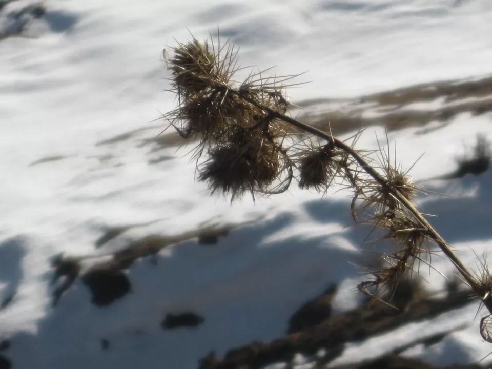 Photo of Patnitop by Travel stories by Shipra 