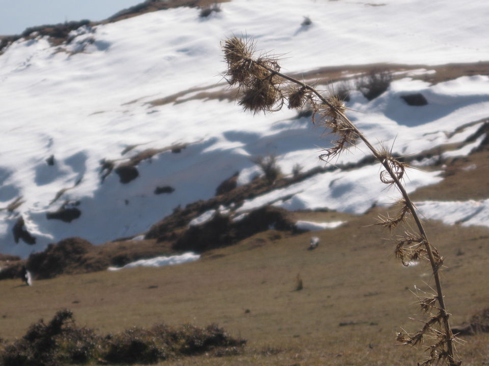 Photo of Discovering tranquility and quiescence in the valley -Jammu - Katra - Patnitop 21/32 by Travel stories by Shipra 