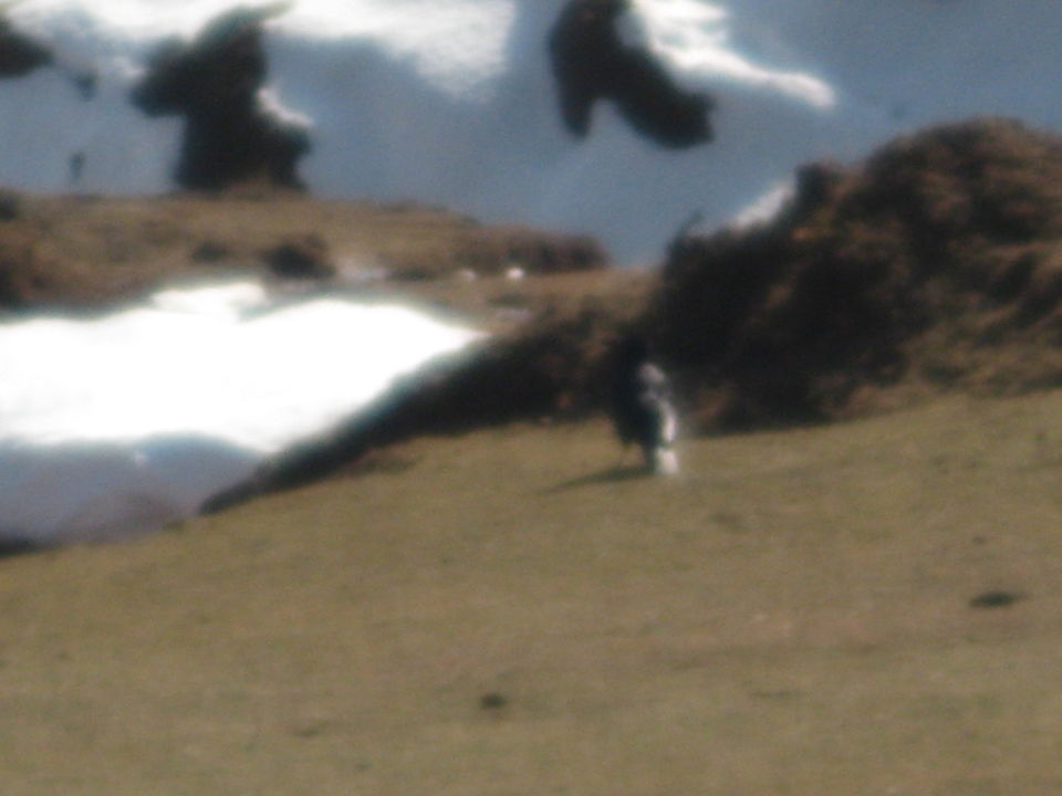 Photo of Discovering tranquility and quiescence in the valley -Jammu - Katra - Patnitop 23/32 by Travel stories by Shipra 