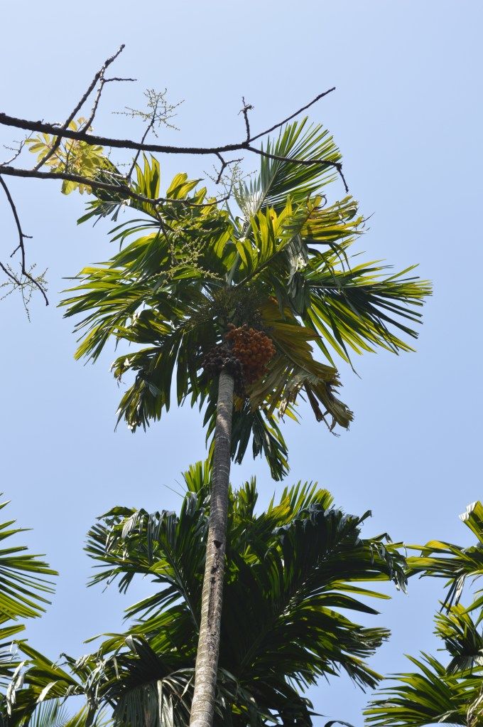 Photo of Not- so- Goa things to do in Goa! by stytravels