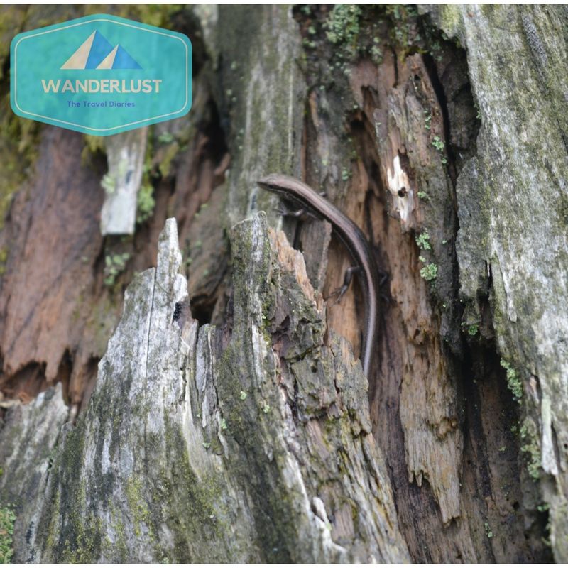 Photo of Unravelling the Hamlet of Himalayas - Kanatal 5/8 by Safarnama