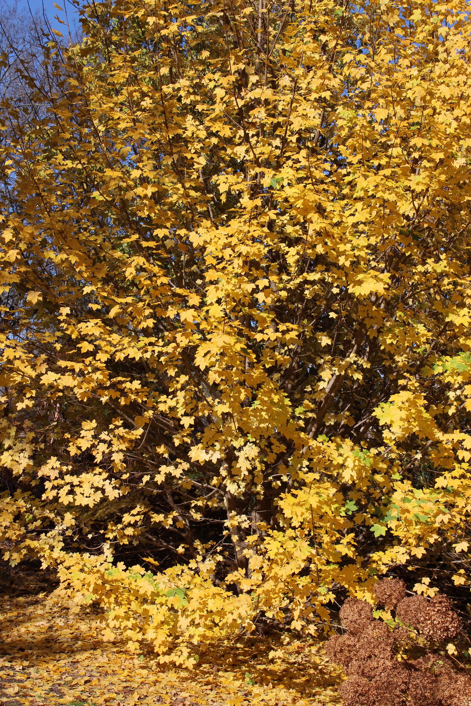 Photo of The City Of Madison,Wisconsin 10/24 by Kavita
