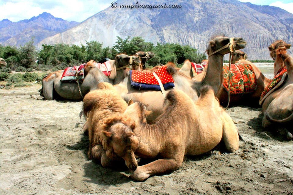 Photo of Leh by Kavita