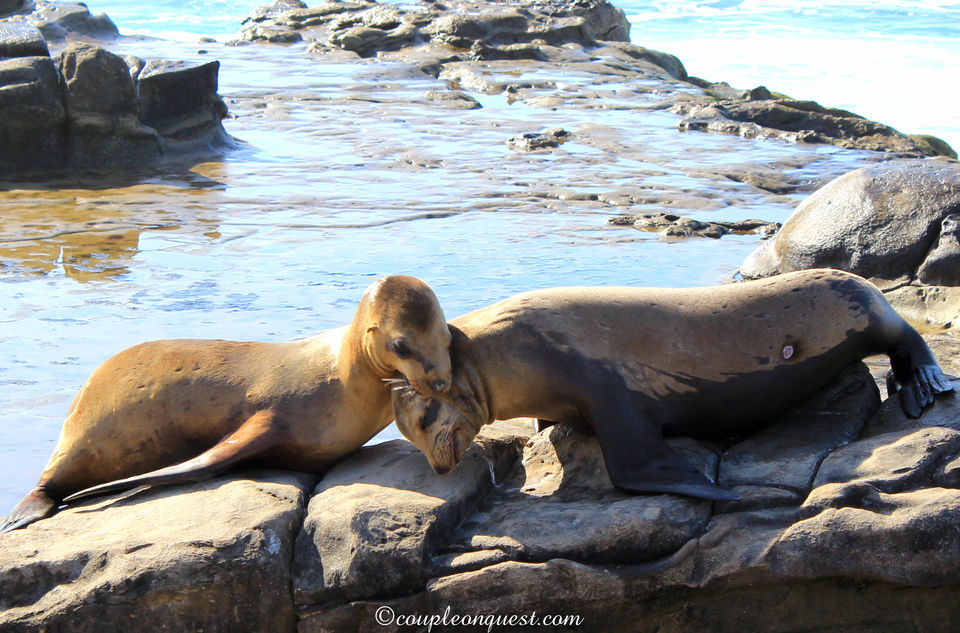 Photo of Offbeat Things To Do In San Diego 1/10 by Kavita