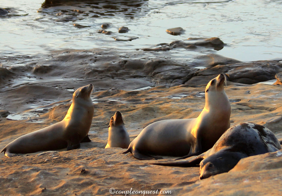 Photo of Offbeat Things To Do In San Diego 2/10 by Kavita