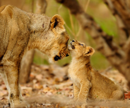 Photo of Gir National Park, SH 26, Bhojde, Gujarat, India by Navina Jafa