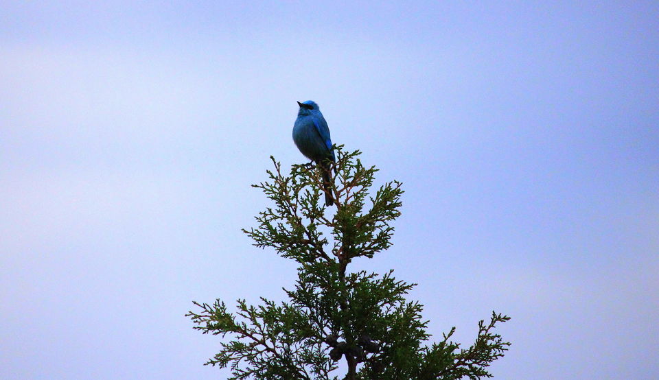 Photo of Birds of Himalayas by Abhay Kumar
