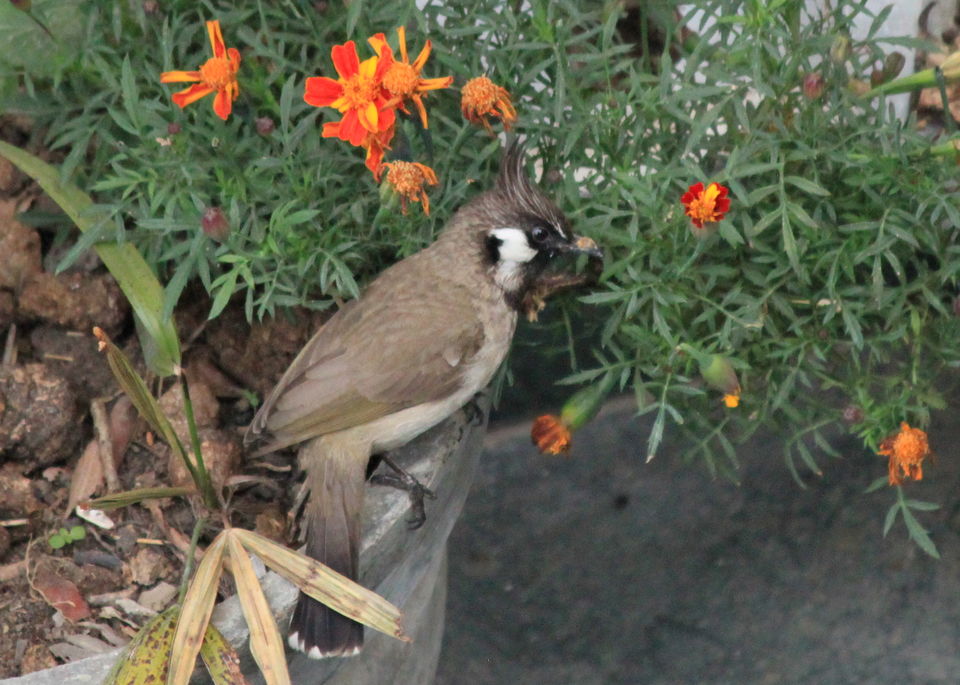 Photo of Birds of Himalayas 1/15 by Abhay Kumar