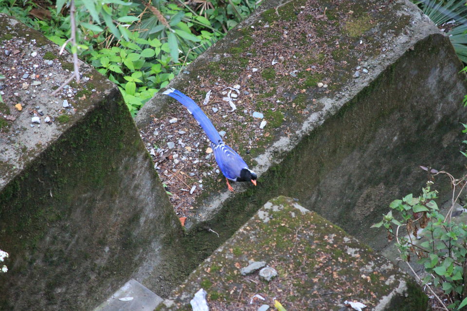 Photo of Birds of Himalayas 2/15 by Abhay Kumar