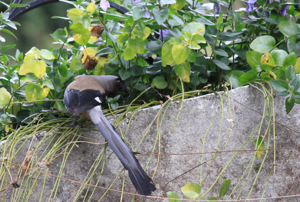 Photo of Birds of Himalayas 4/15 by Abhay Kumar
