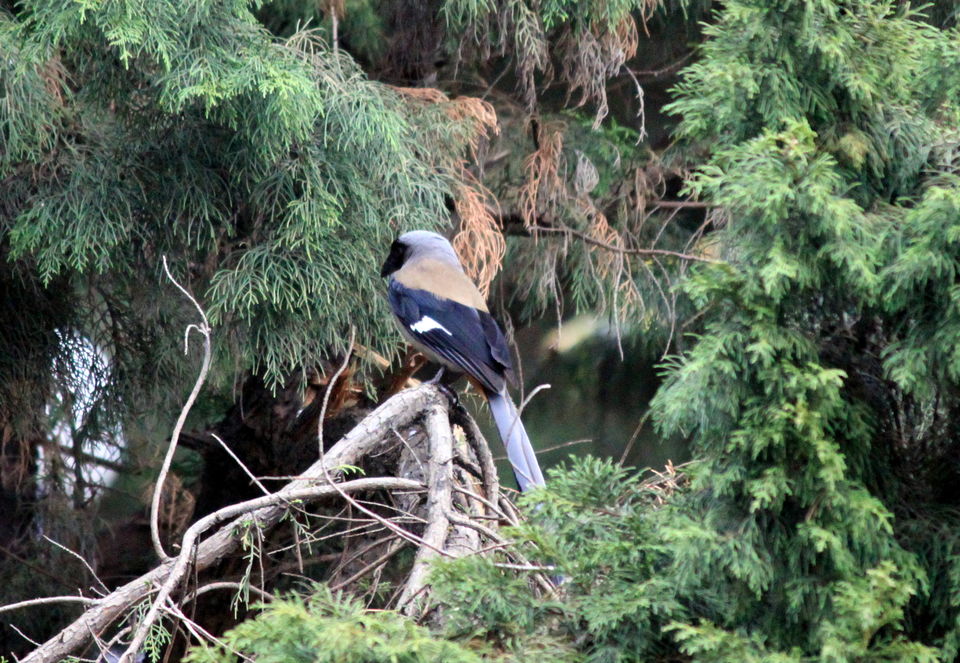 Photo of Birds of Himalayas 6/15 by Abhay Kumar
