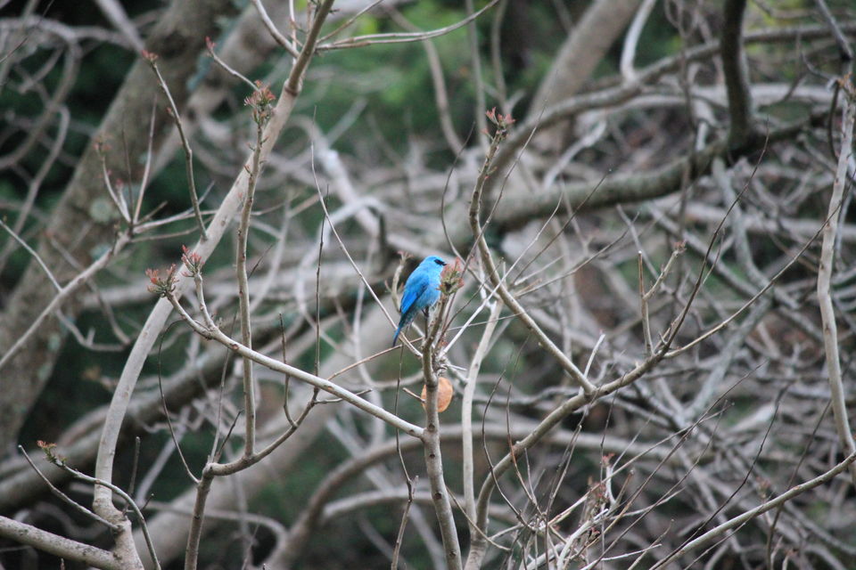 Photo of Birds of Himalayas 7/15 by Abhay Kumar