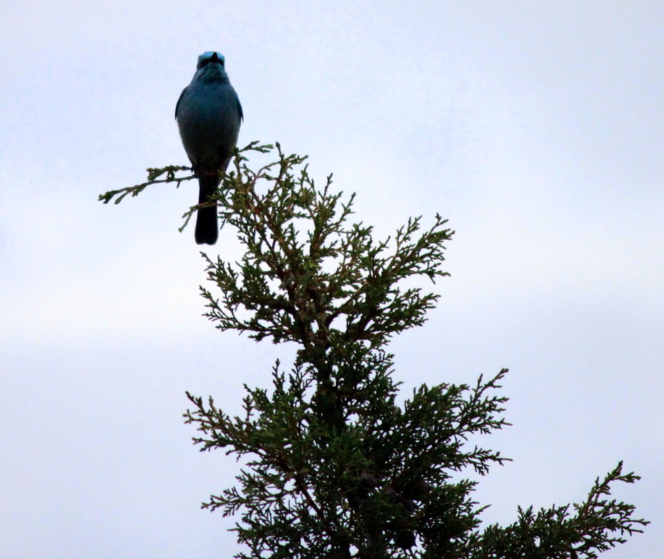 Photo of Birds of Himalayas 8/15 by Abhay Kumar