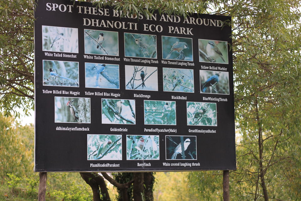 Photo of Birds of Himalayas by Abhay Kumar