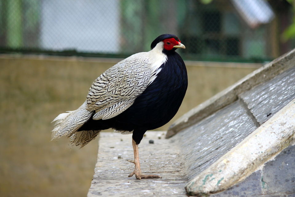 Photo of Birds of Himalayas 14/15 by Abhay Kumar