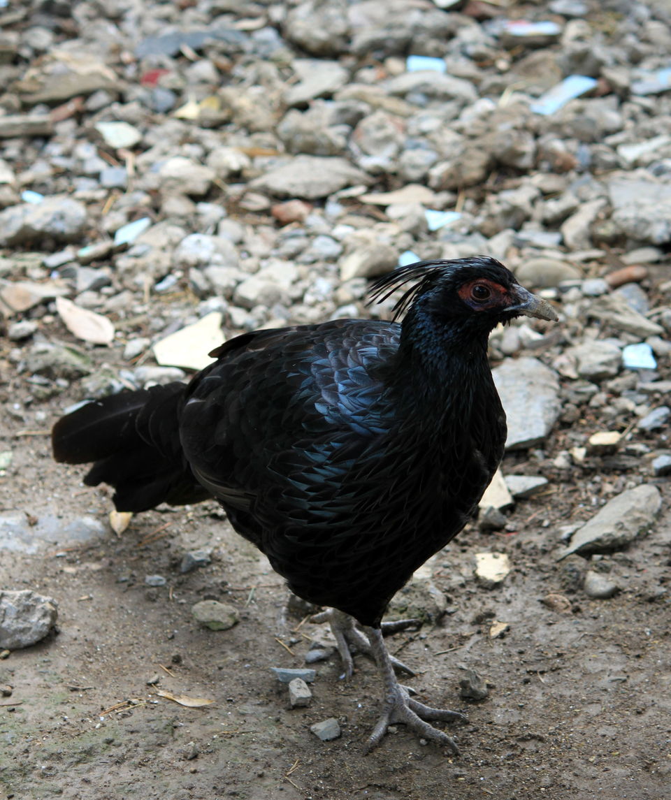 Photo of Birds of Himalayas 15/15 by Abhay Kumar