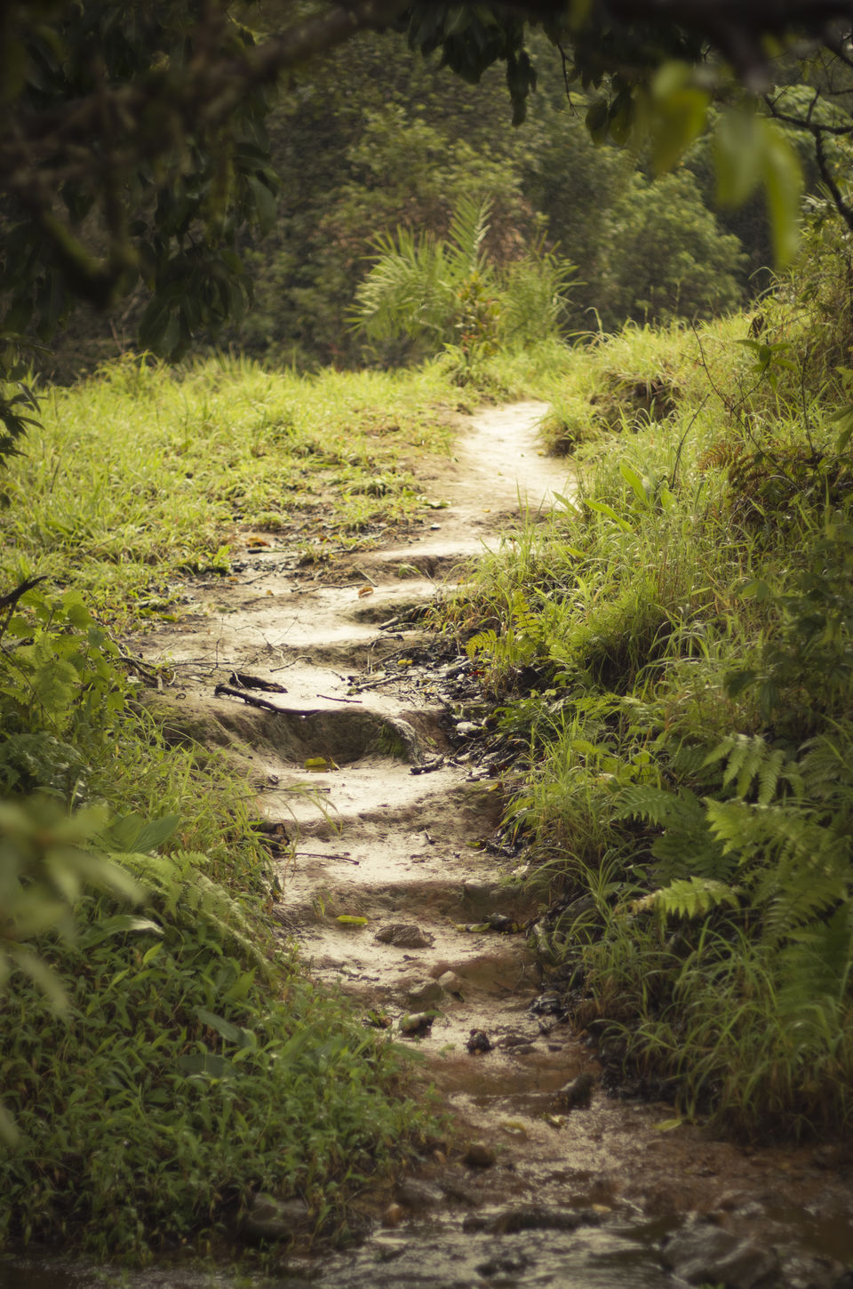 Photo of Kudremukha Trek – One of the many nature’s marvels of South India by Abhishta Kumar