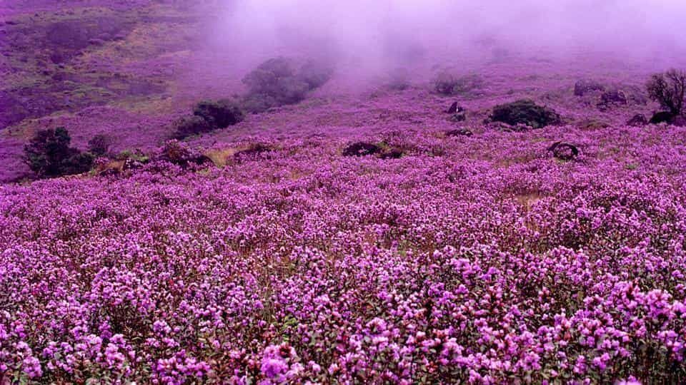 Photo of List of Top 21 Amazing Things to Do In Kerala 4/5 by Nithin