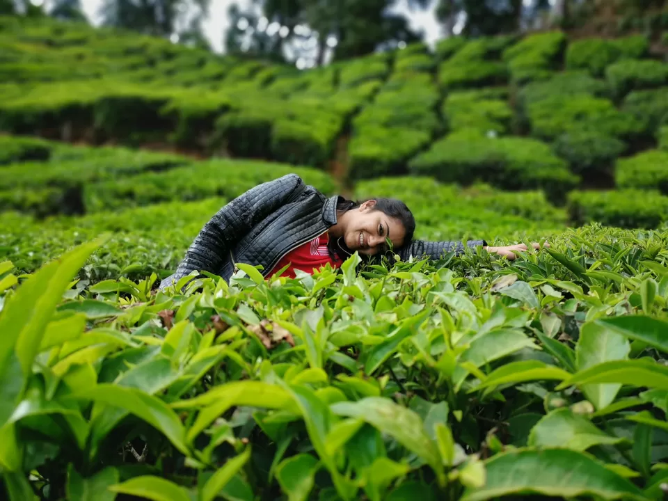 Photo of Mattupatty Dam, State Highway 18, Mattupetty, Kerala, India by Nithin