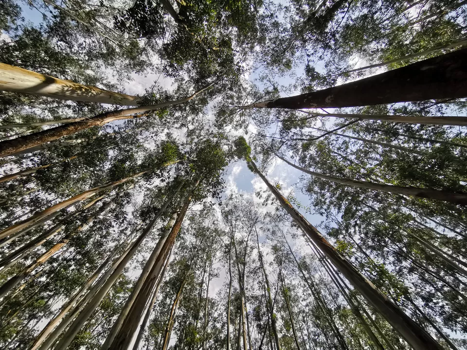 Photo of Eucalyptus Tree Photo Point, Moolakadai, Munnar, Kerala, India by Nithin
