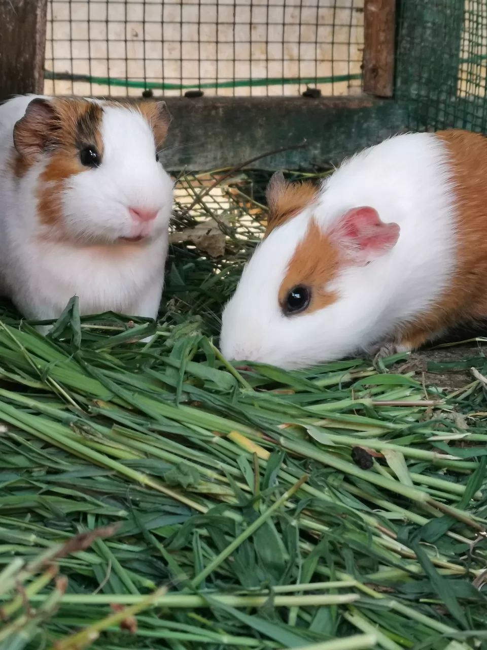 Photo of Munnar - Top Station Highway, Kannan Devan Hills, Kerala, India by Nithin